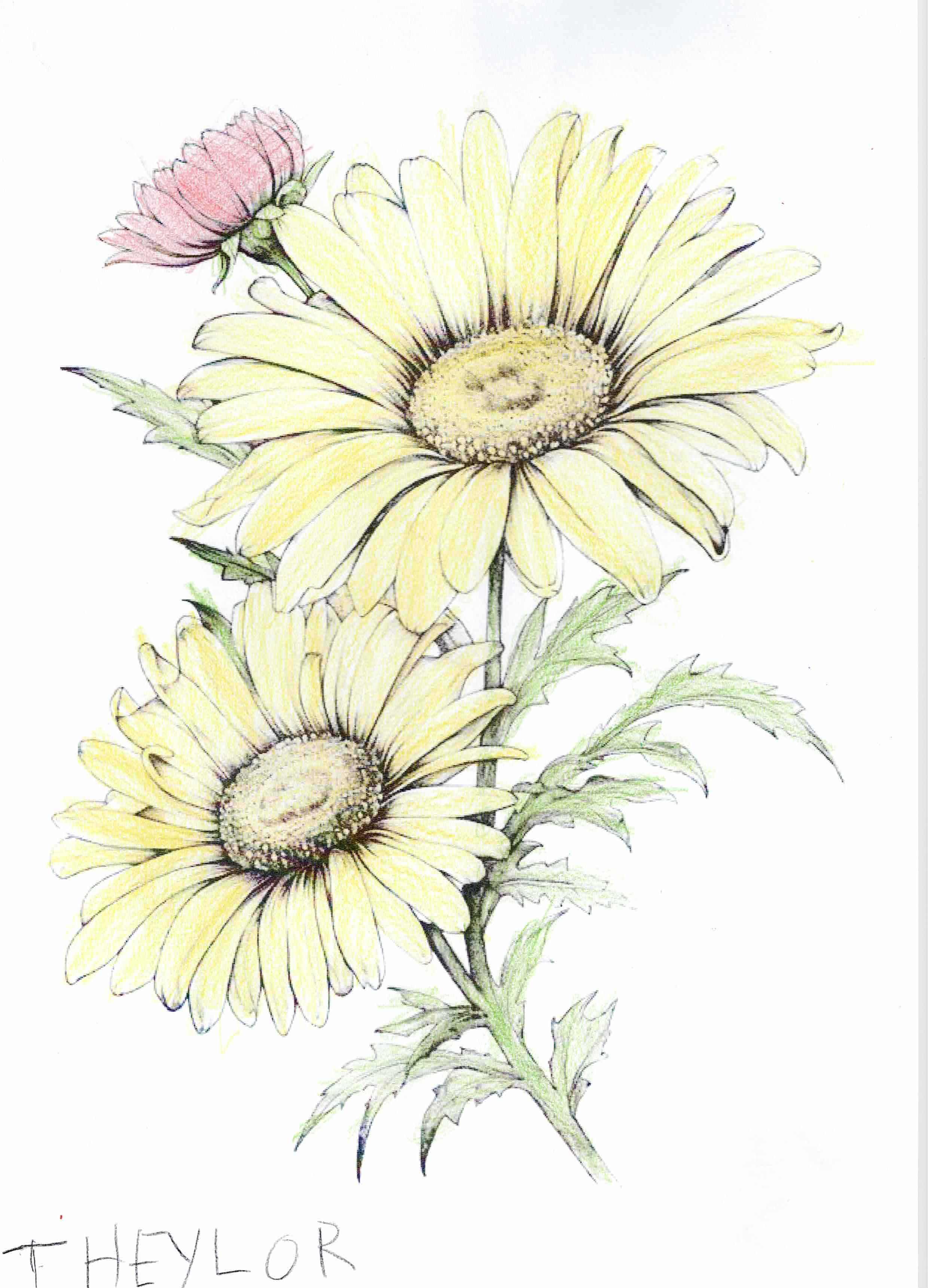 Segunda obra by Theylor